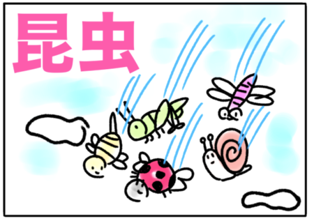 insect（昆虫）
